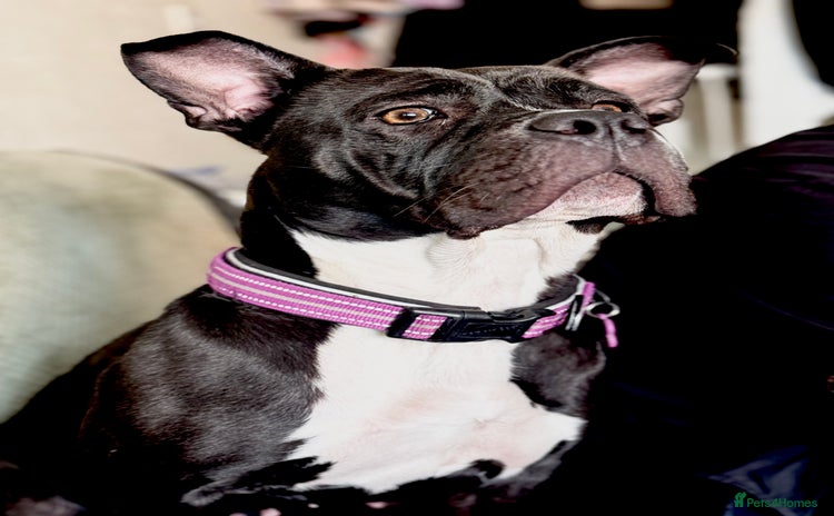 Mixed Breed dogs - Advert 13