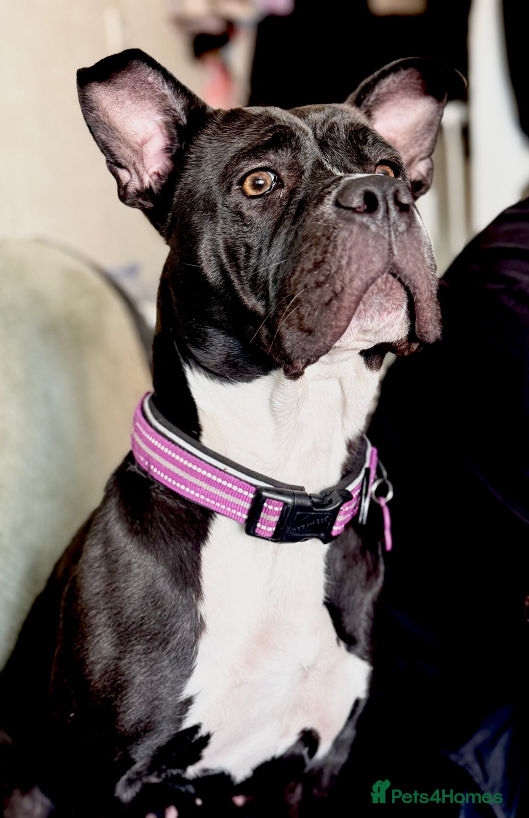 Mixed Breed dogs for sale: Poppy  - Image 1