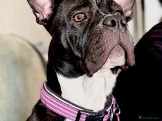 Mixed Breed dogs - Advert 33