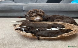 Mixed Breed dogs for sale: Australian Goldendoodles stunning litter  - Image 13