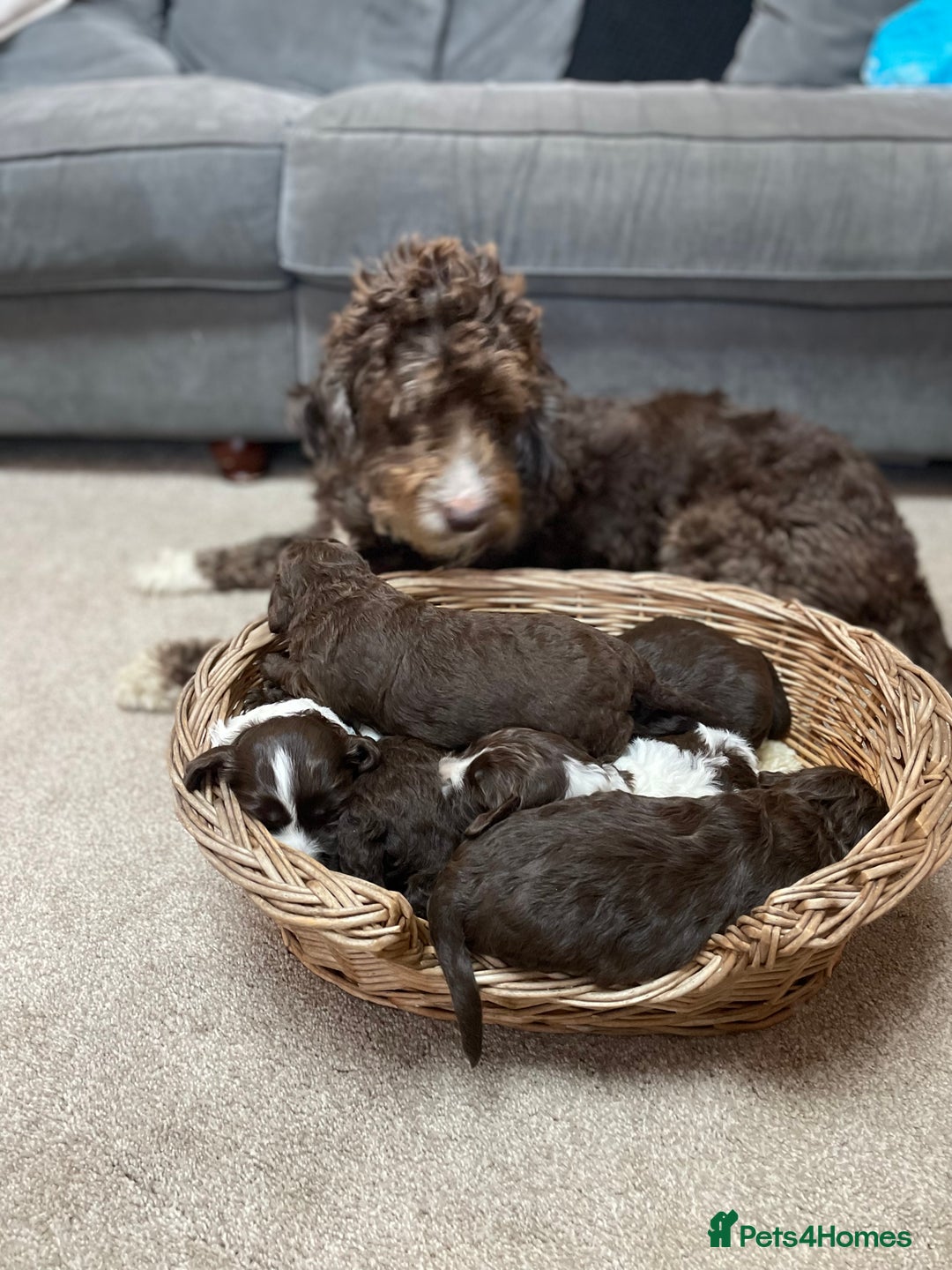 Mixed Breed dogs for sale: Australian Goldendoodles stunning litter  - Image 13