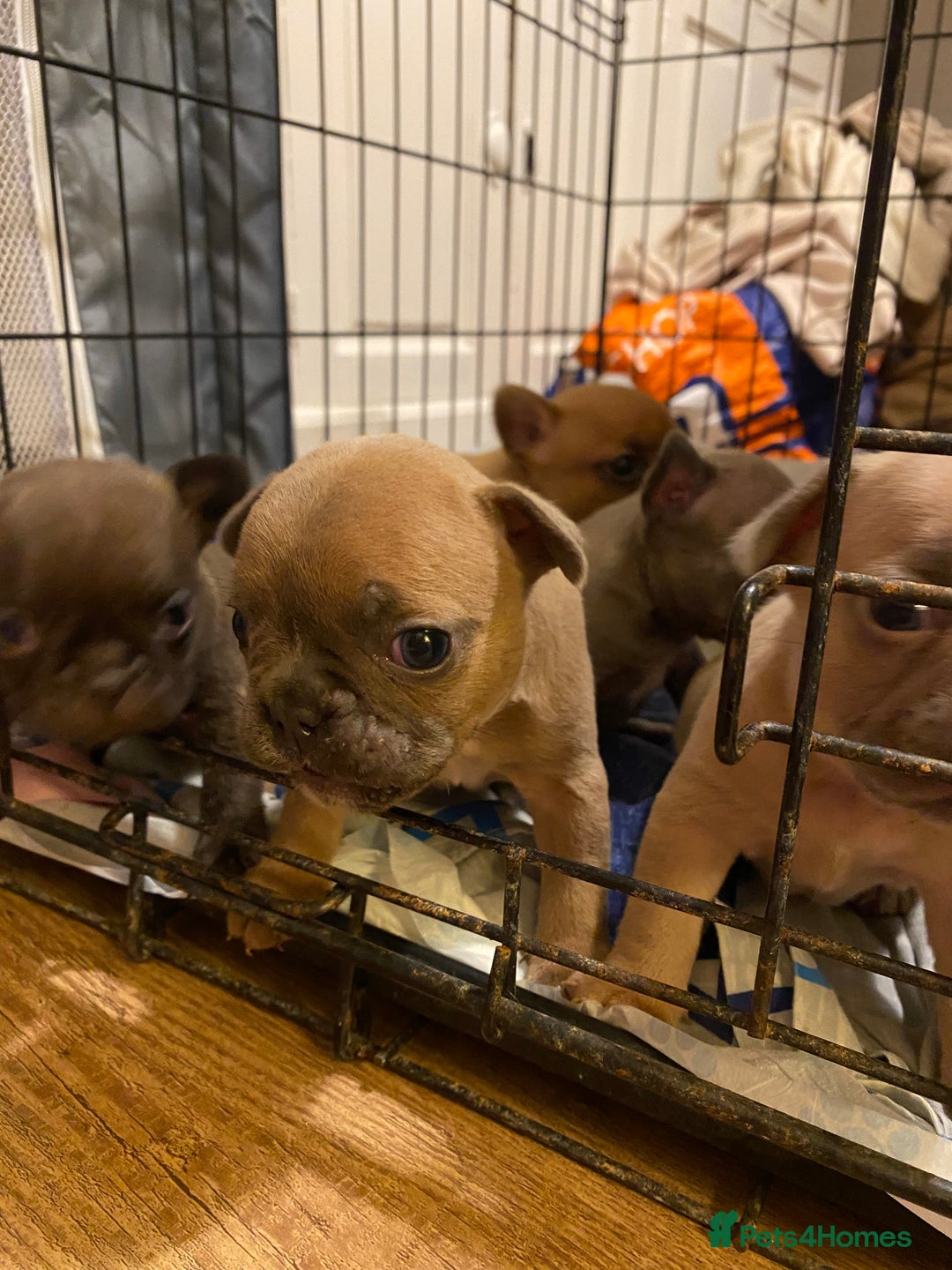 French Bulldog dogs for sale: French bulldog pups  - Image 3