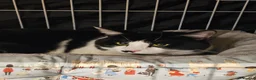 Domestic Shorthair cats for adoption: Young adult rescue male cat needs indoor home in Hook - Advert 5