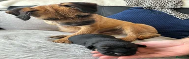 Border Terrier 1