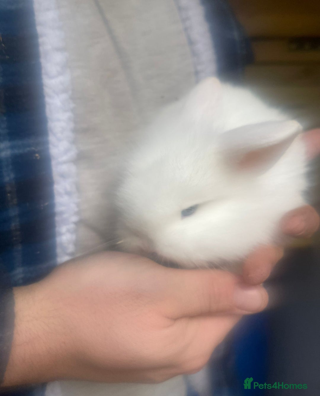 Lionhead rabbits for sale: Baby Lionhead bunnies  - Advert 21