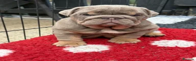 English Bulldog Puppy 5