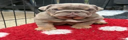 English Bulldog dogs for sale: British bull dog puppy’s  - Advert 17