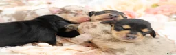 Miniature Dachshund dogs for sale: KC Miniature Dachshund Puppies - Advert 11