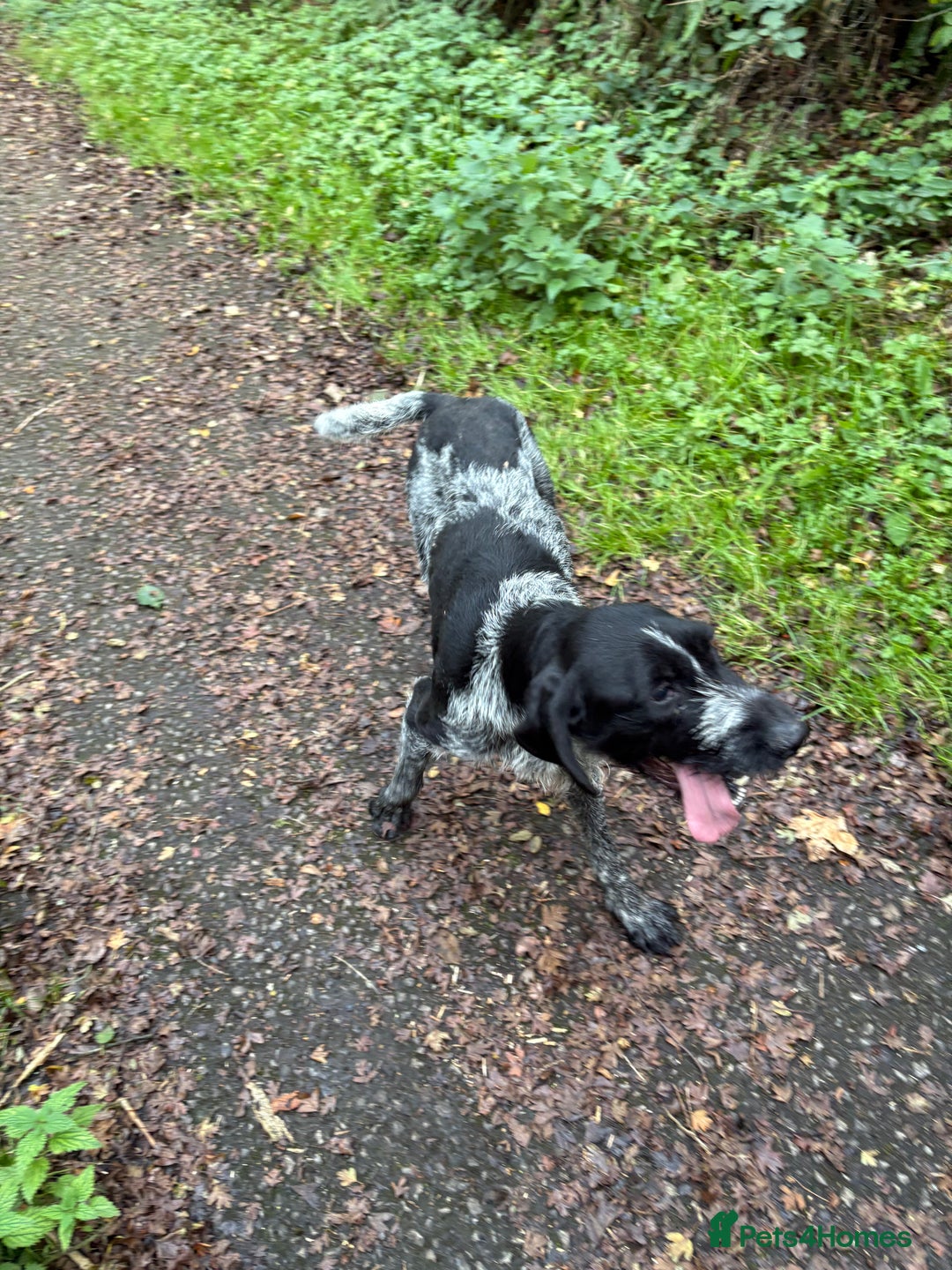 German Wirehaired Pointer dogs for sale: Mabel - Image 3