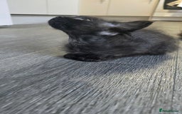 LaPerm cats for sale: 8 Laperm mix kittens, curly & long-haired - Advert 5