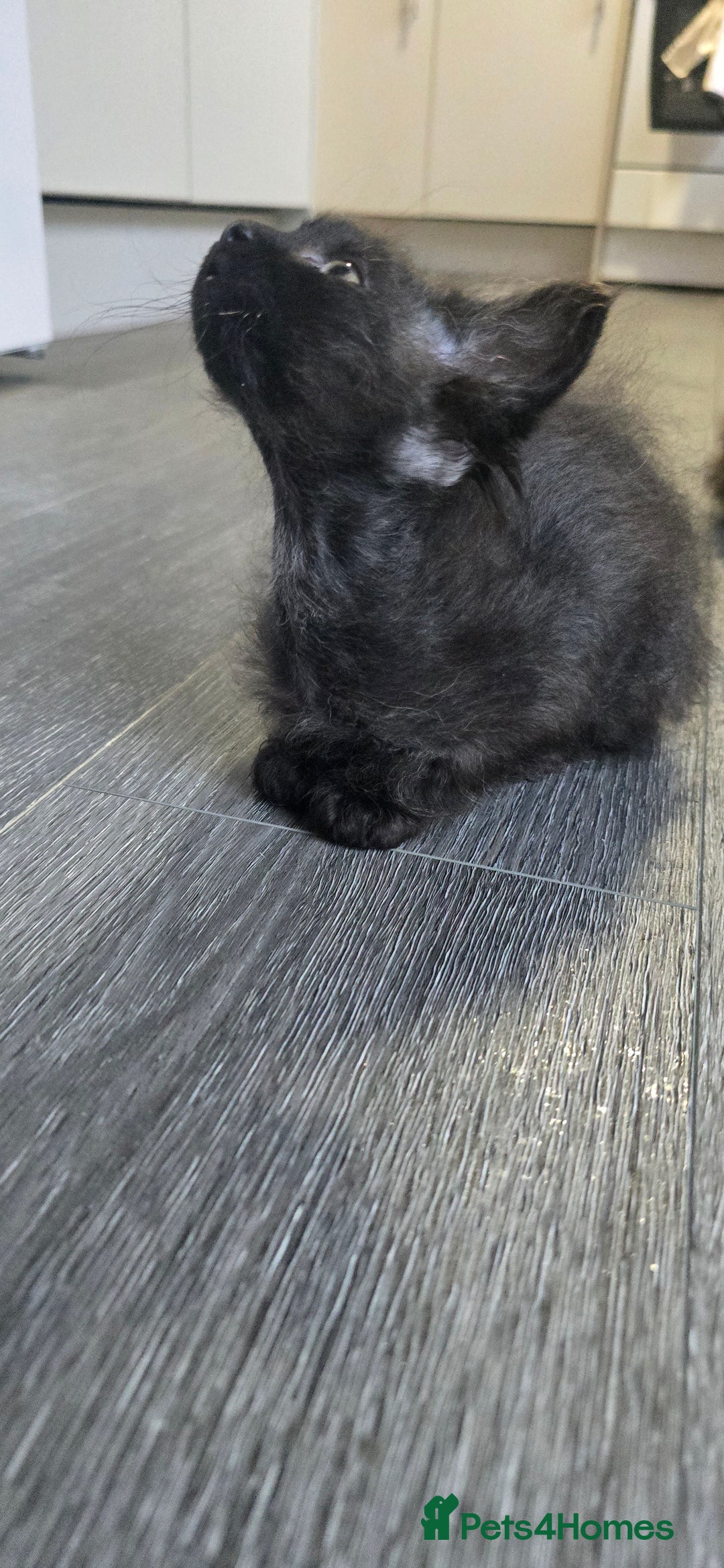 LaPerm cats for sale: 8 Laperm mix kittens, curly & long-haired - Advert 5