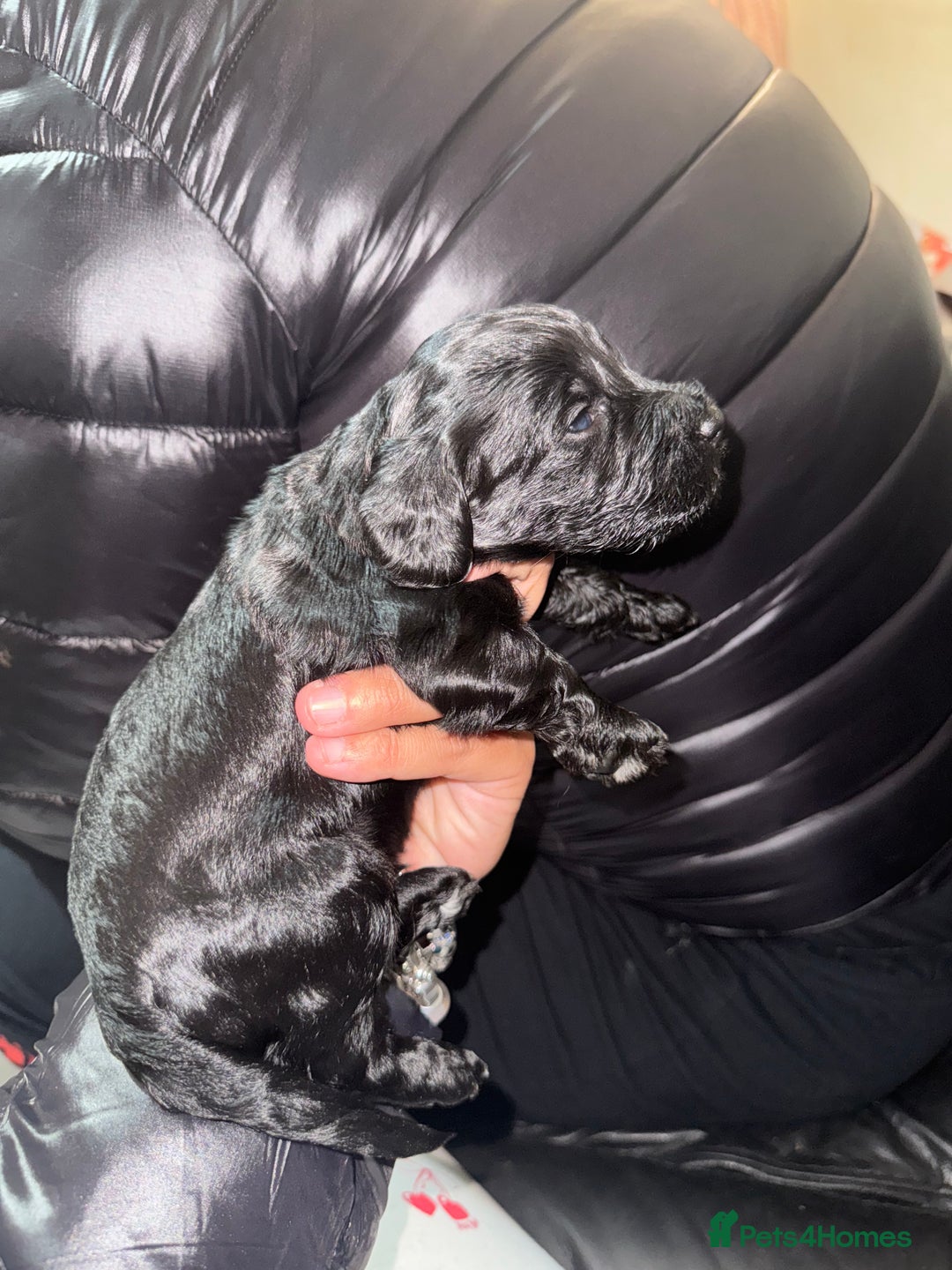 Cockapoo dogs for sale: Beautiful cockerpoo pups  - Advert 5