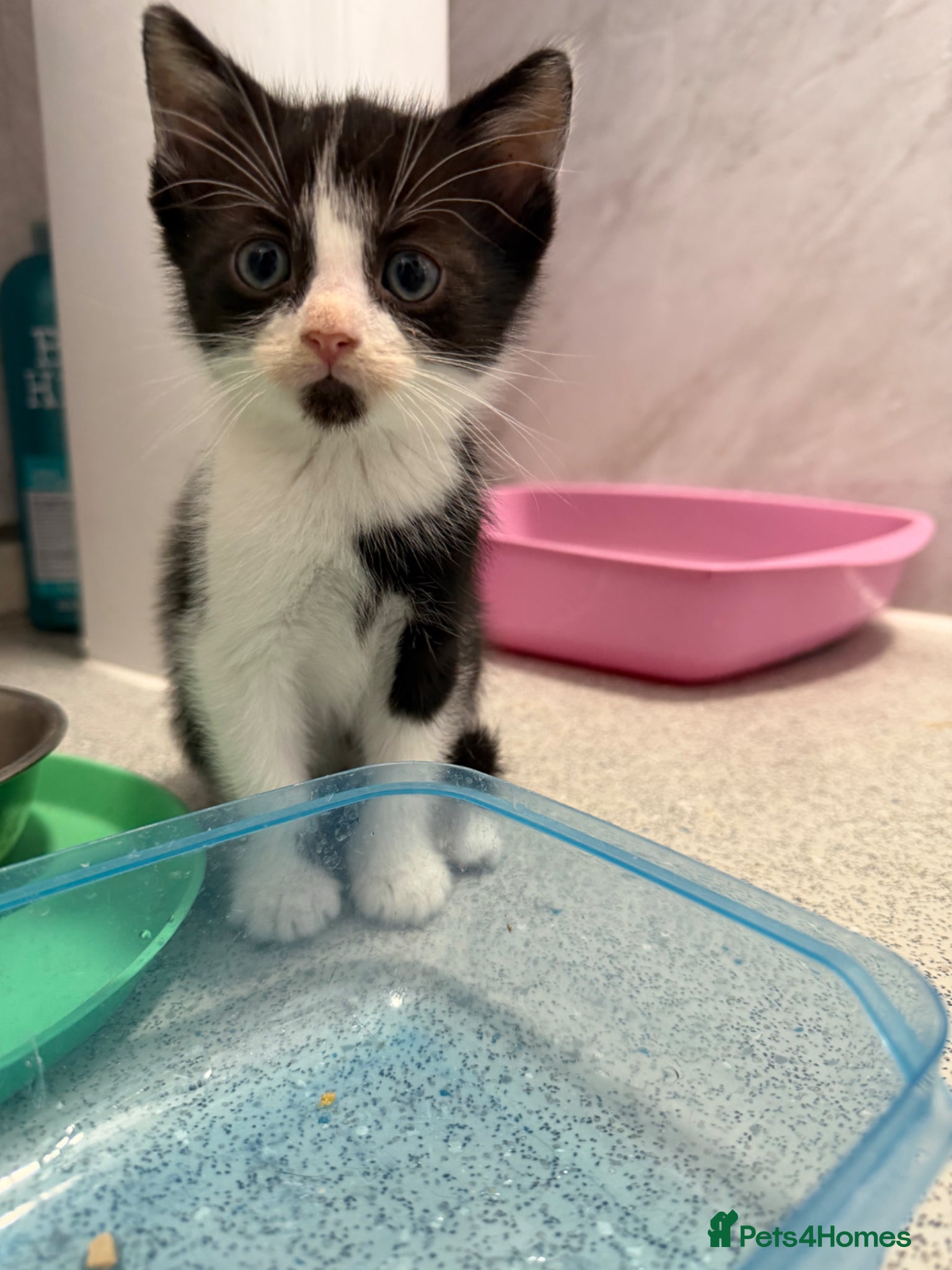Mixed Breed cats Male Kittens  - Advert 1