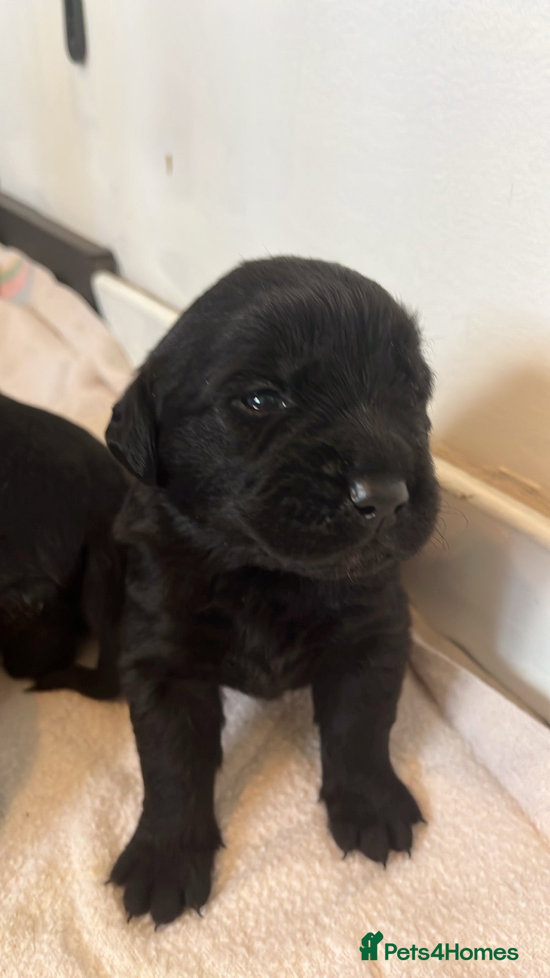 Mixed Breed dogs for sale: Rottie x golden retriever  - Advert 8