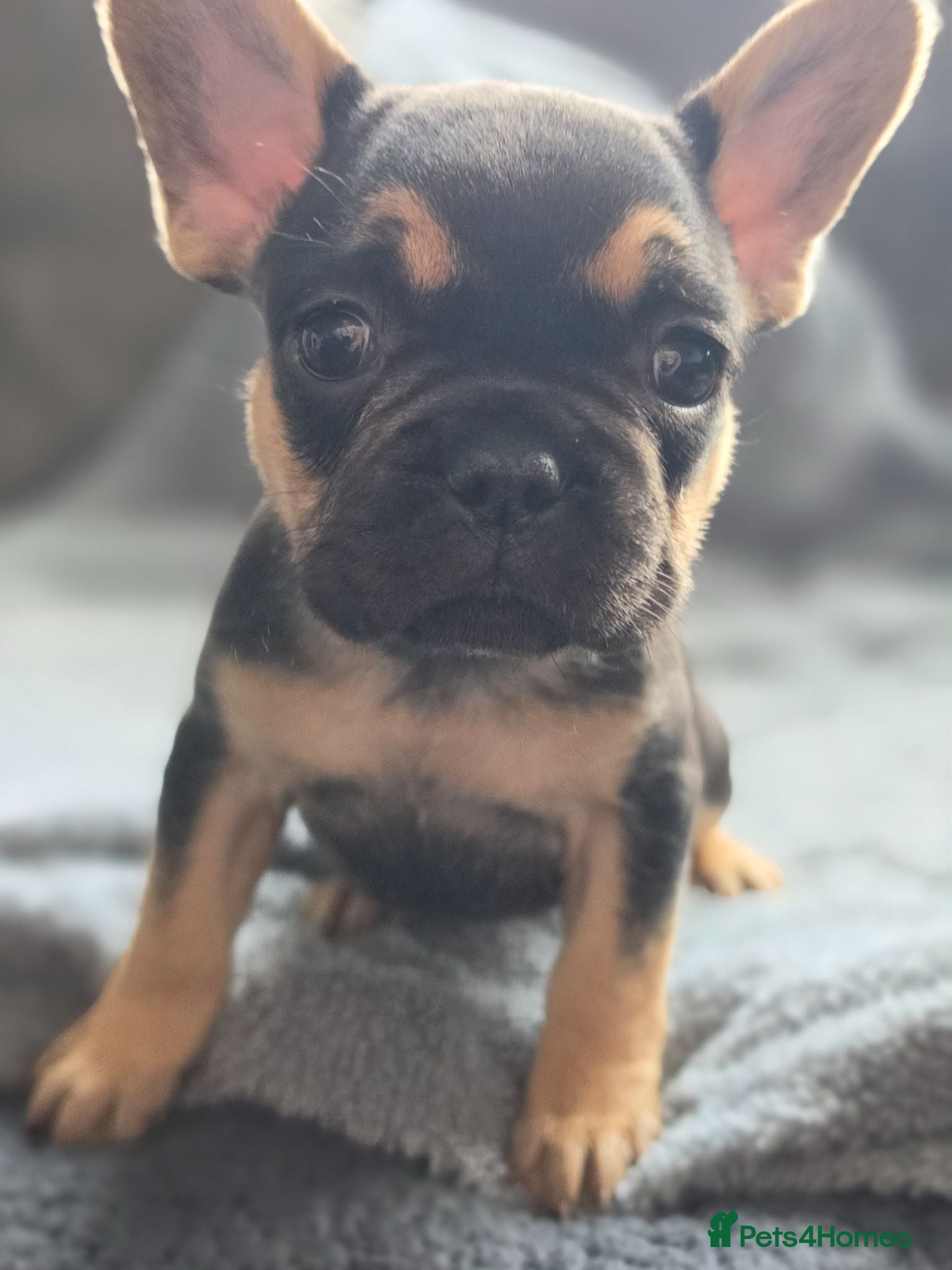 French Bulldog dogs French bulldog Puppies.  - Advert 1