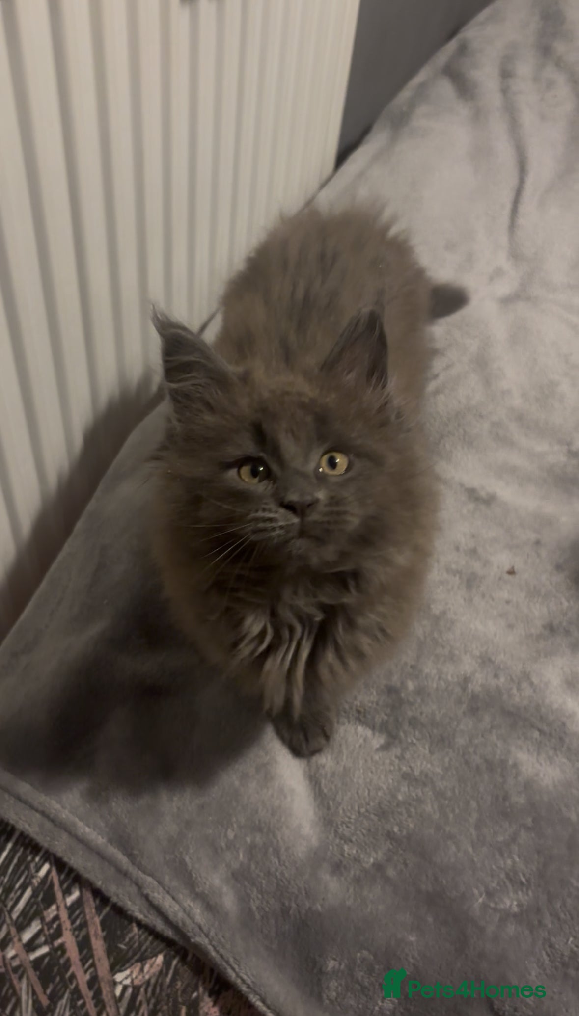 Maine Coon cats Stunning active tica reg XL Maine coon boys - Advert 19