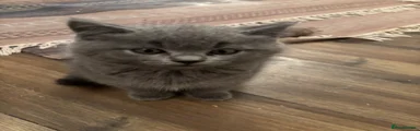 British Shorthair 1