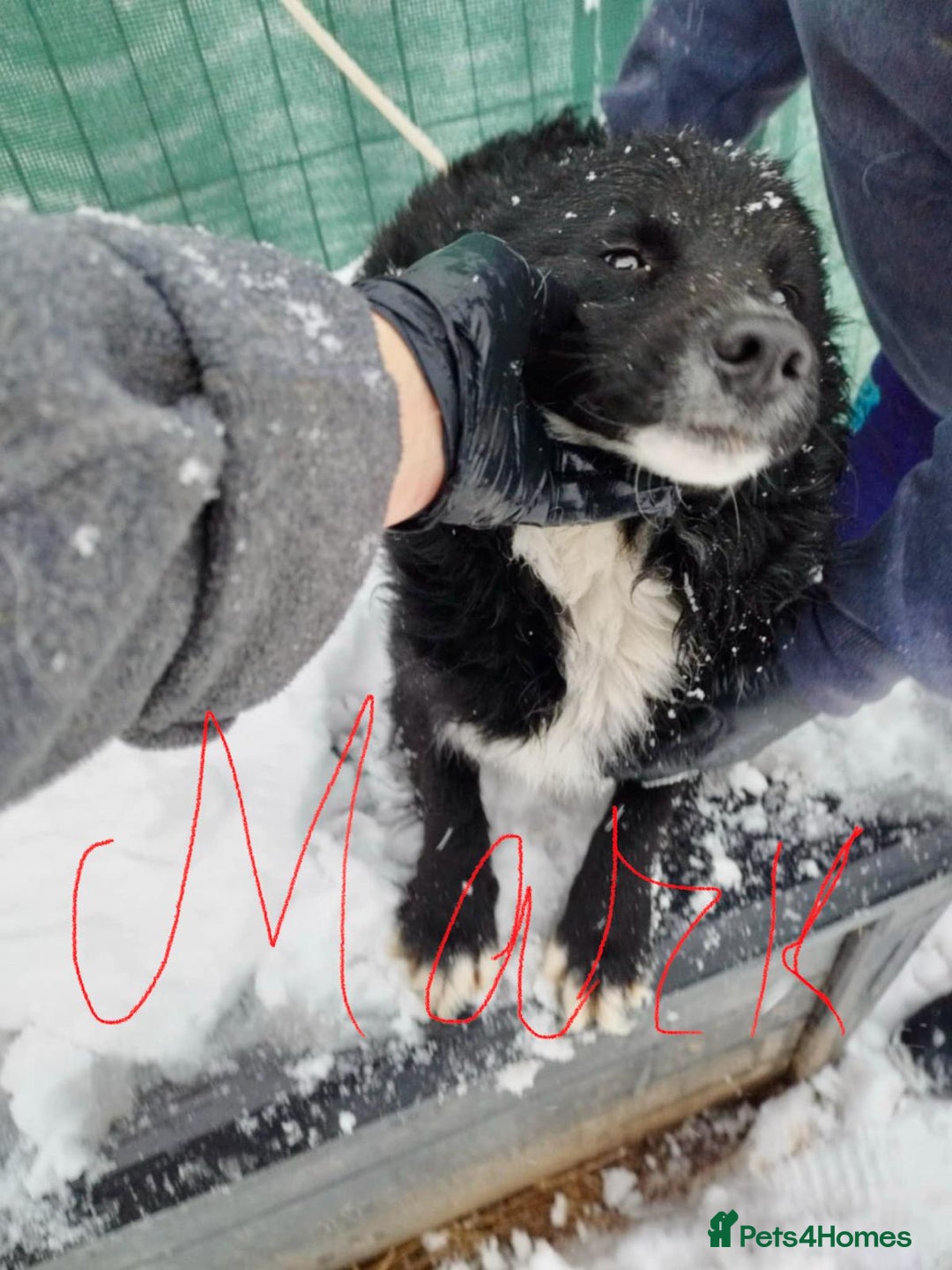 Mixed Breed dogs for adoption: 🖤 Mark 🖤 -  a Superb young Boy for a Loving Home - Advert 2