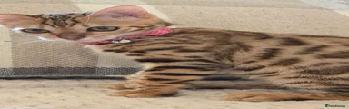 Bengal 1