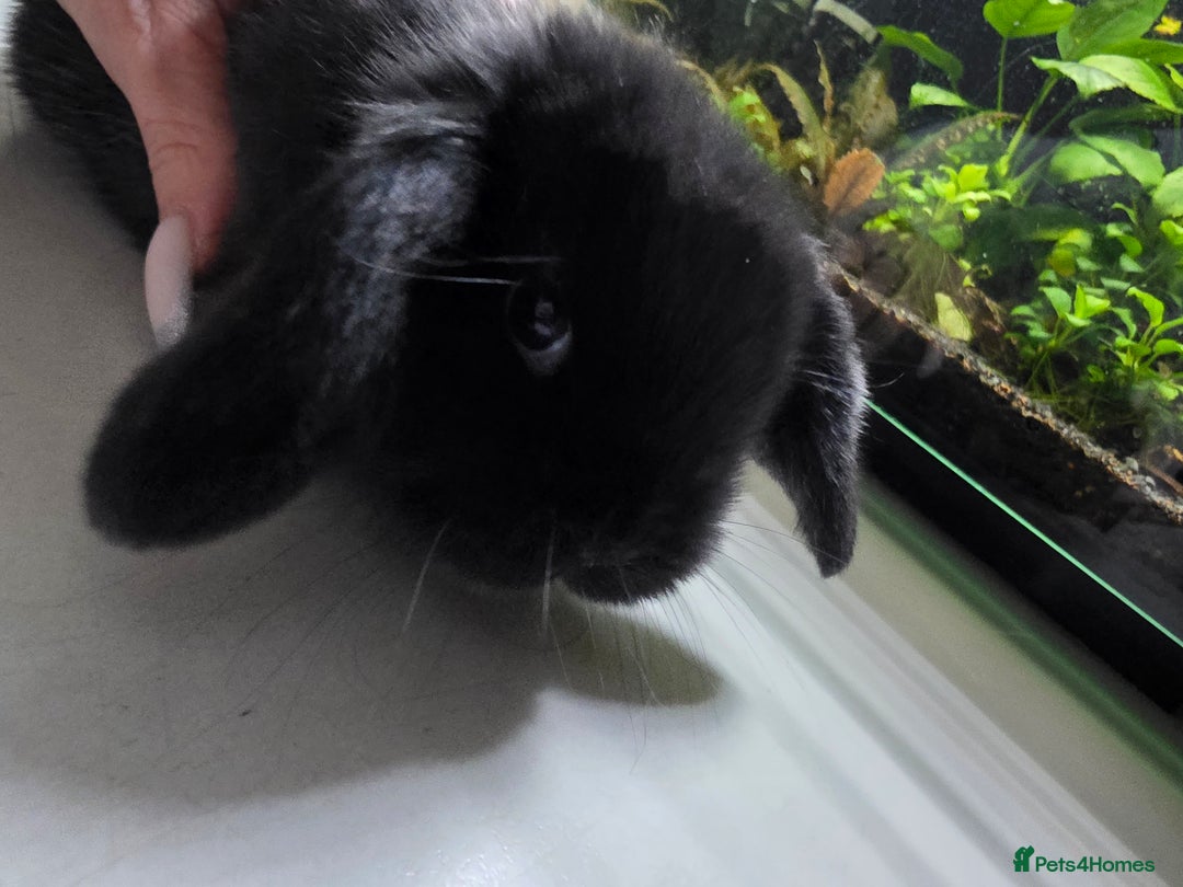 Mini Lop rabbits for sale: Mini loop  - Advert 3