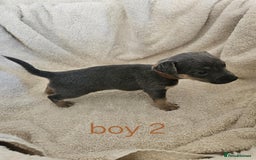 Jack Russell dogs for sale: Stunning Blue/silver jack Russell's  - Image 4