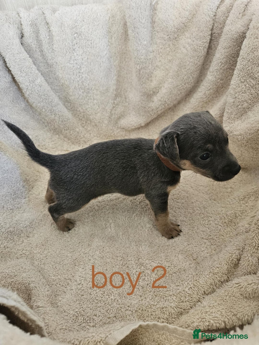 Jack Russell dogs for sale: Stunning Blue/silver jack Russell's  - Image 4