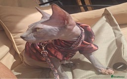 Sphynx cats for sale: FEMALE SPHYNX CAT - Image 4