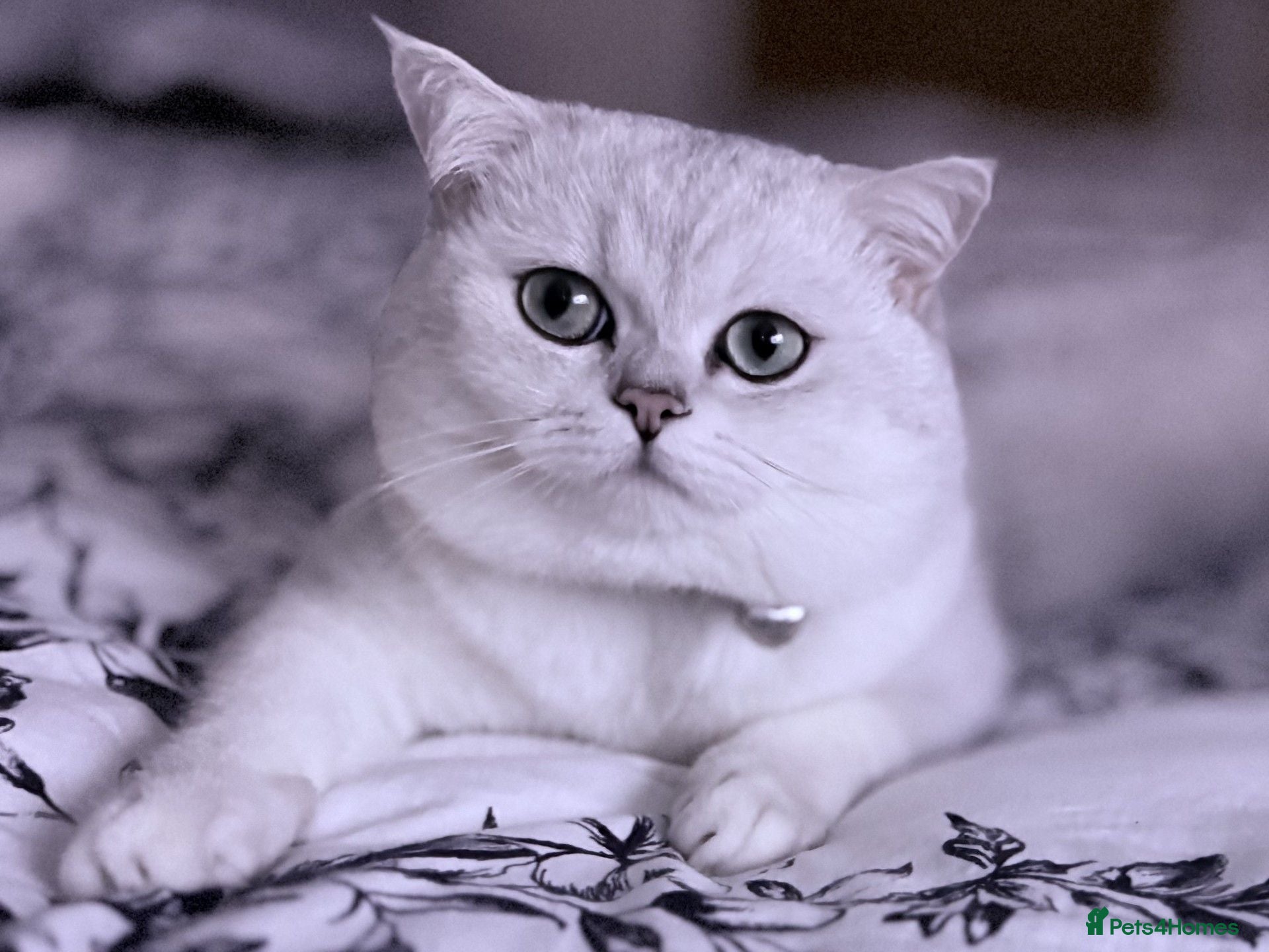 British Shorthair cats BSH Silver/Black Tipped for Stud - Advert 1