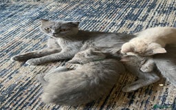 British Shorthair cats for sale: Four tiny heart-stealers looking for loving home - Image 3