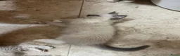 Ragdoll cats for sale: GCCF registered Ragdoll Kittens - Advert 5
