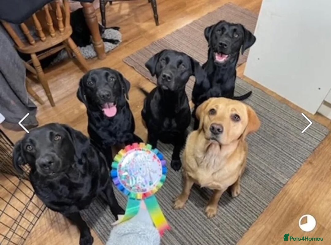 Labrador Retriever dogs for sale: Fox Red KC Reg Labrador Puppies Ready 11/10/25 - Image 7
