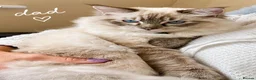 Ragdoll cats for sale: 🐾 TICA Beautiful Ragdoll Kittens - 2 Boys 🐾 - Advert 11