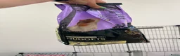 Guinea Pig rodents for sale: 4months, female, inc cage & accessories - Advert 7