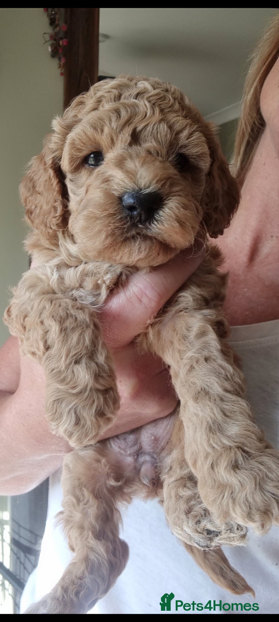 Maltipoo dogs Beautiful miniature hypoallergenic maltipoos 🐻🐾 - Advert 15