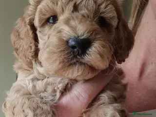 Maltipoo dogs Beautiful miniature hypoallergenic maltipoos 🐻🐾 - Advert 9