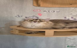 Scottish Fold cats for sale: 2 Purebred girls for rehoming - Image 7
