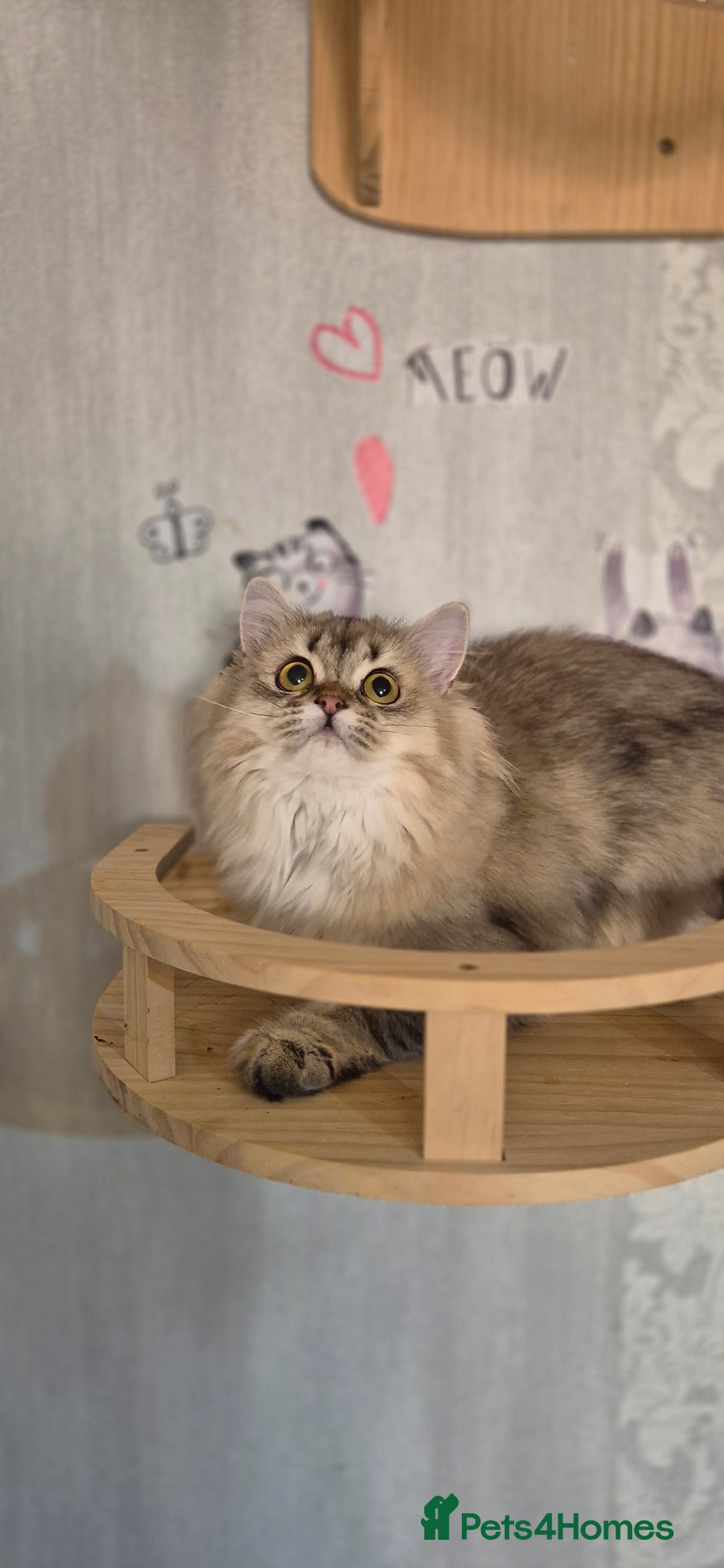 Scottish Fold cats for sale: 2 Purebred girls for rehoming - Image 7
