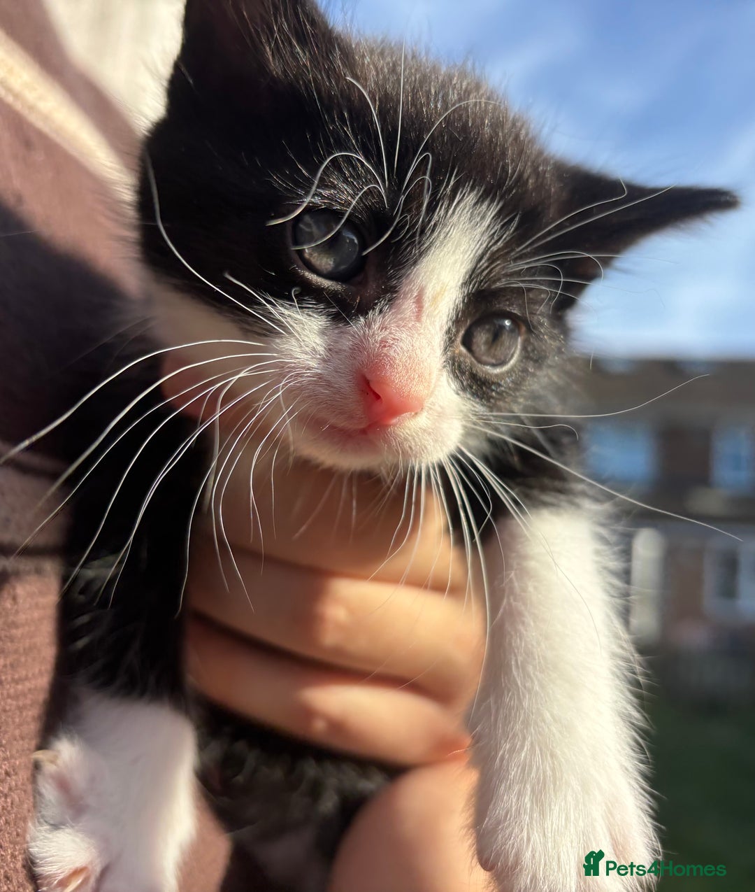 Mixed Breed cats for sale: 5 Gorgeous kittens available now - Image 25