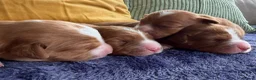 Nova Scotia Duck Tolling Retriever dogs for sale: Beautiful Toller puppies from champion bloodlines - Advert 11