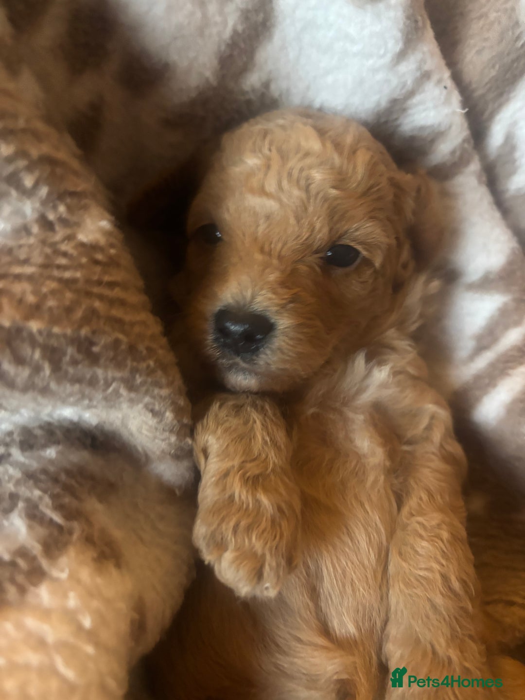 Cavapoochon dogs for sale: Teddy bear Cavapoochons health tested lineage - Advert 4