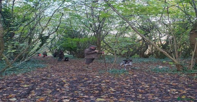 German Shorthaired Pointer dogs - Advert 12
