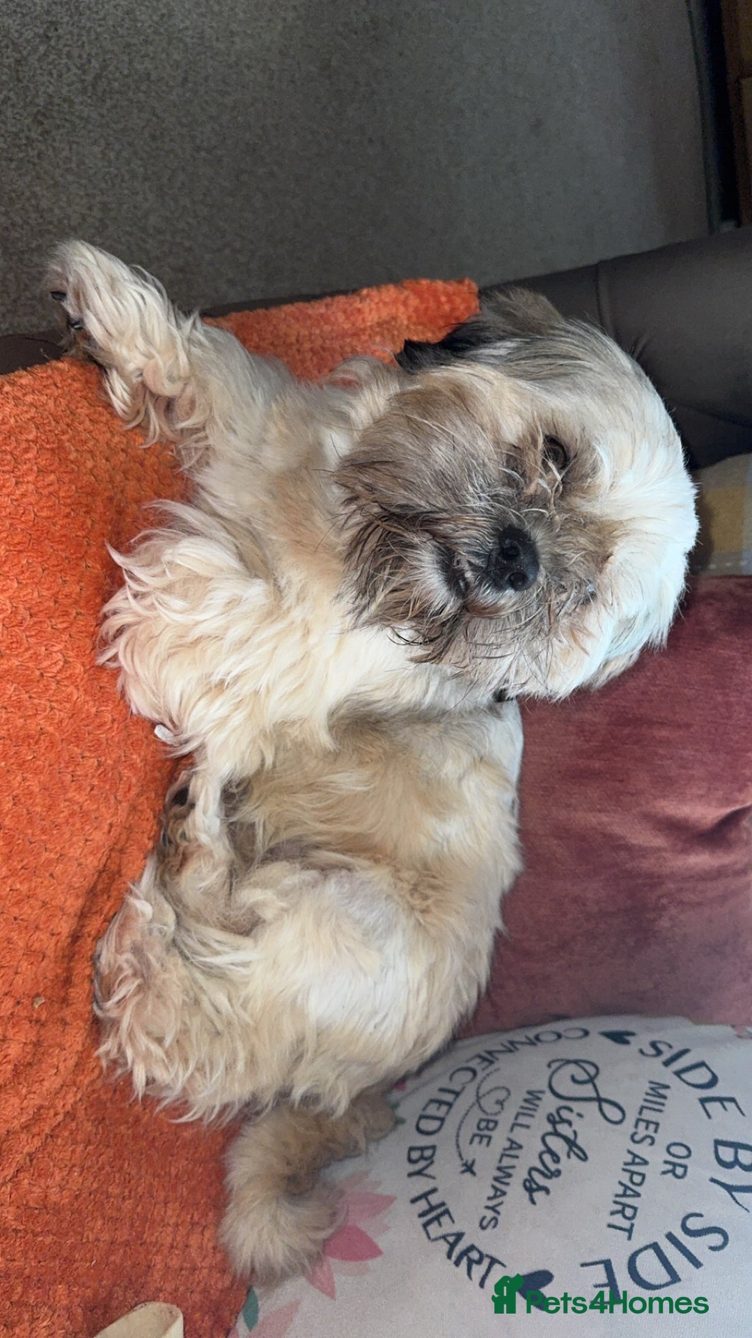 Mixed Breed dogs for sale: Dashi apso puppies  - Advert 2