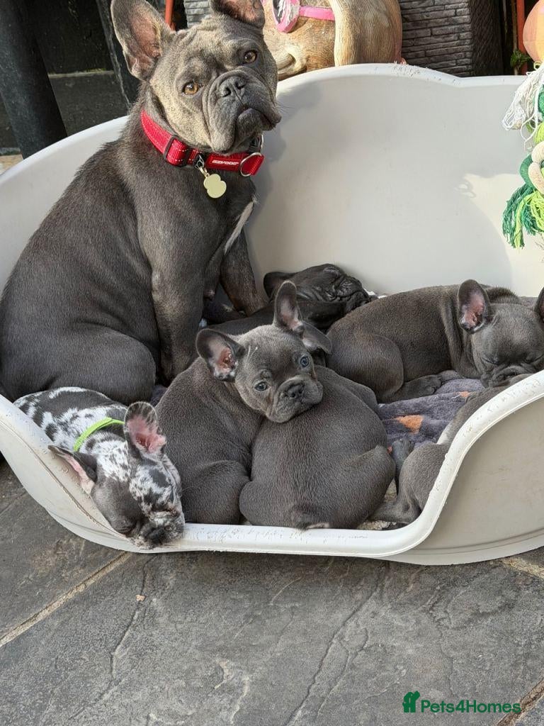 French Bulldog dogs French Bulldog Puppies - Advert 1