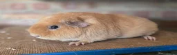Guinea Pig rodents for sale: Guniea pigs for sale  - Advert 5