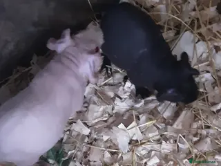 Guinea Pig rodents 3 male skinny pigs - Advert 1