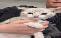 Mixed Breed cats for sale: Beautiful mix breed kittens - Image 30