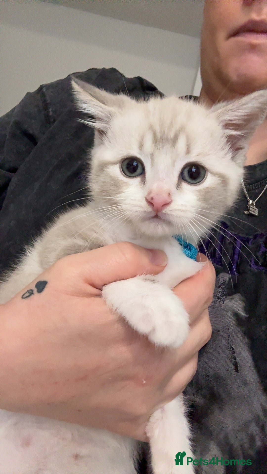 Mixed Breed cats for sale: Beautiful mix breed kittens - Image 30