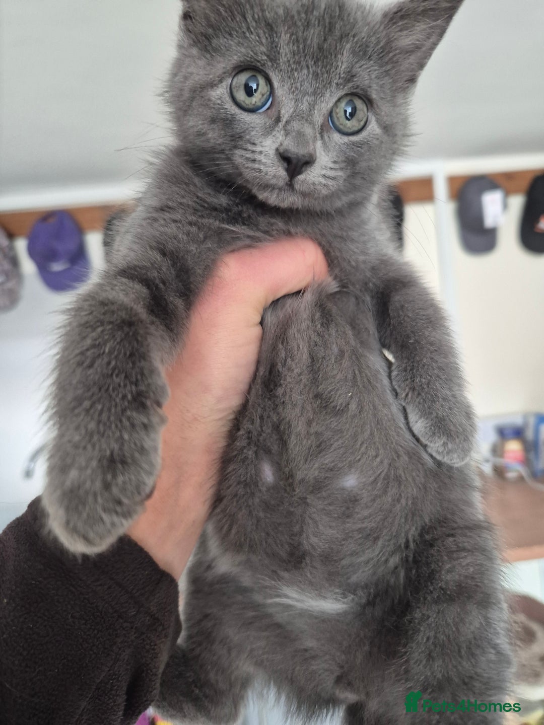 Mixed Breed cats for sale: Blue and black kittens - Image 1
