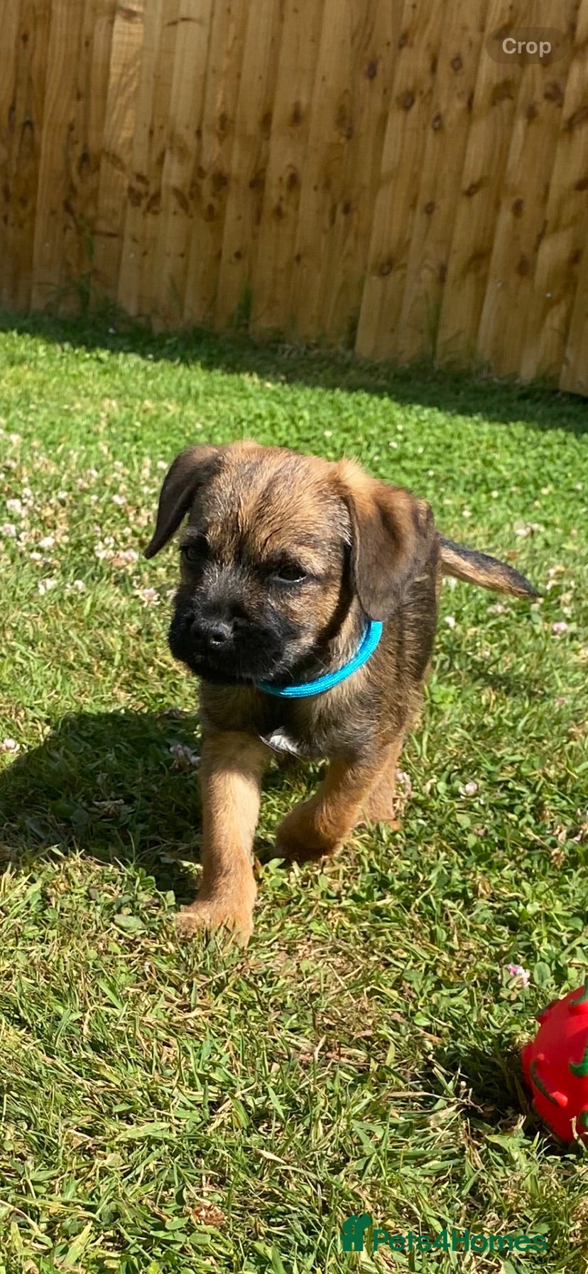 Border Terrier dogs ⭐️KC BORDER TERRIER, 1 BOY READY TO LEAVE NOW. - Advert 4