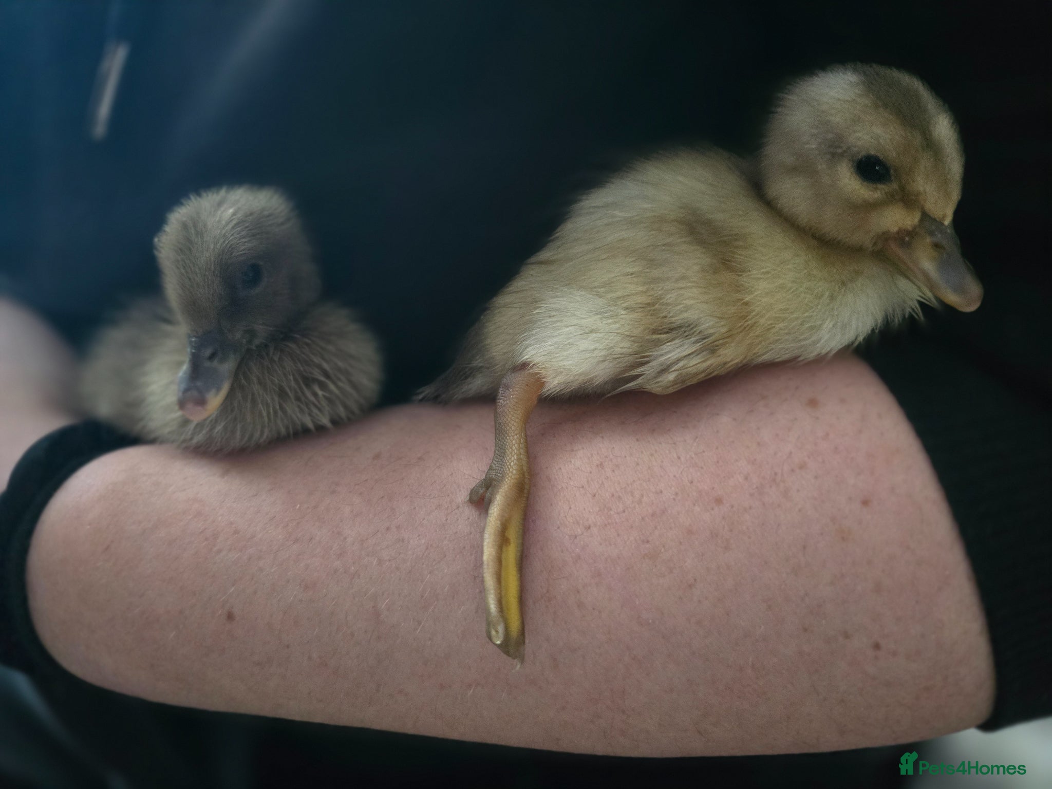 Ducks poultry Indian Runner Ducklings - Advert 2